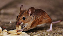 24 Hour & Emergency Exterminators in Mccoysville, PA